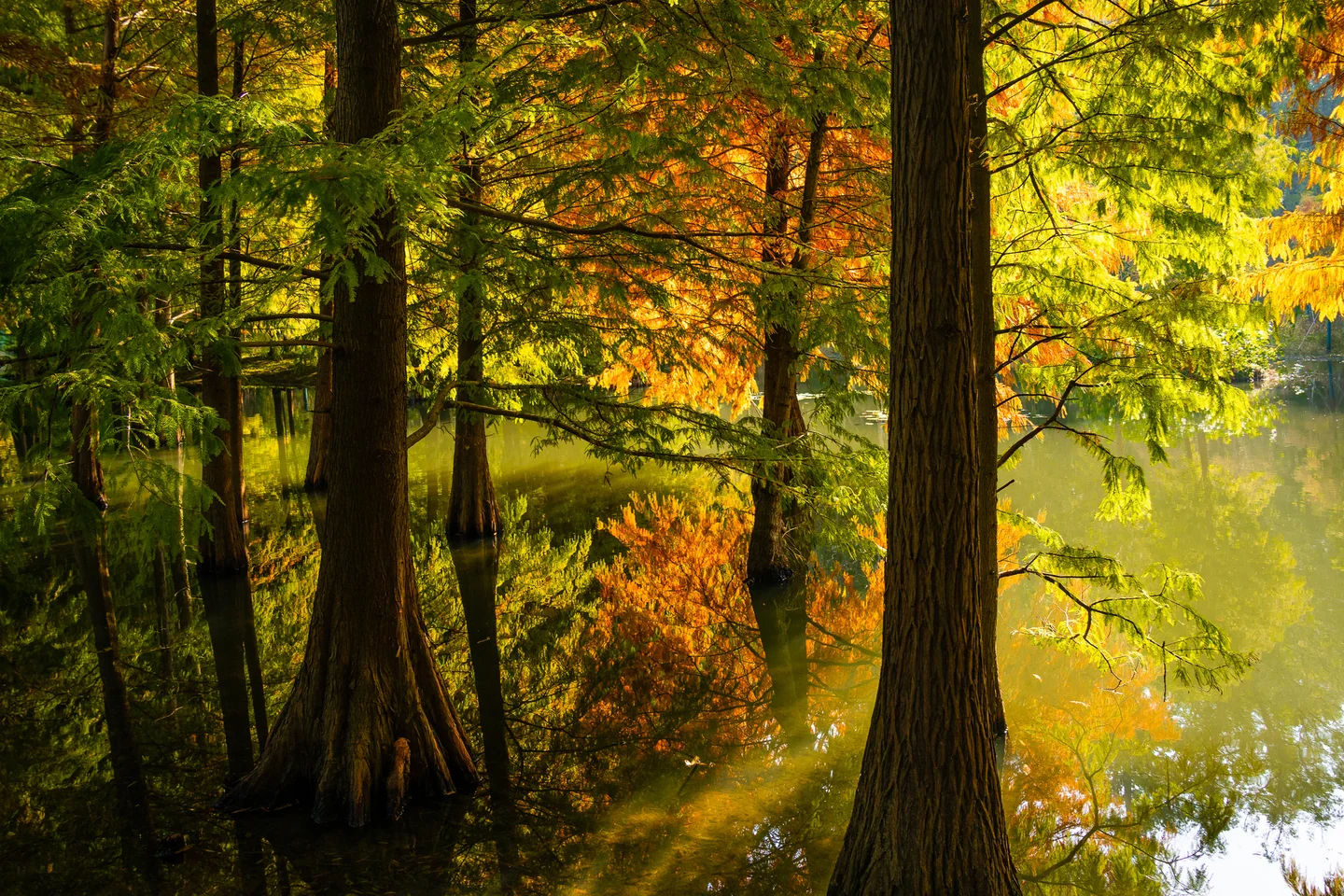 Sunlit cypress trunks and golden foliage reflected in a forest pond.